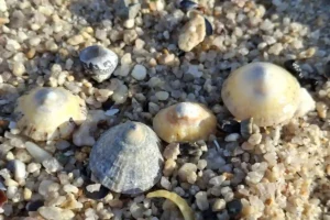 Sur la plage, j'ai vu des fleurs dans les berniques 5 Des berniques sur une plage de la côte Atlantique