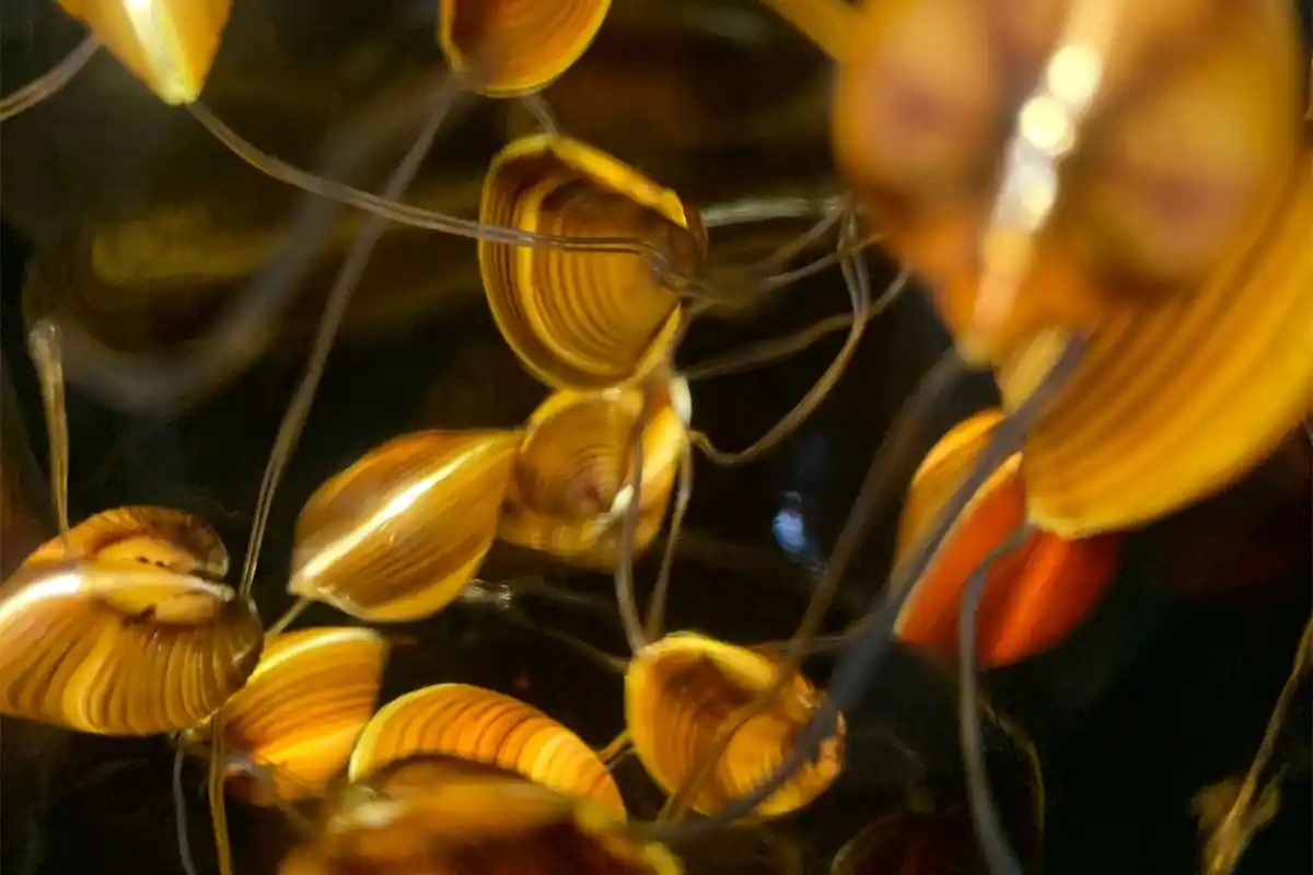 Des lumicoques avec une guirlande lumineuse de LEDs