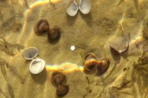 Avec les Lumicoques, des palourdes d’eau douce se transforment en guirlandes lumineuses 4 Palourdes d'eau douce dans un lac
