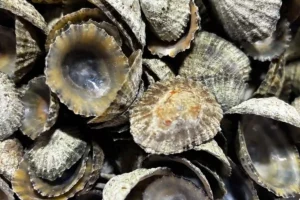 Berniques offertes par un visiteur de l'atelier coloré de Saint Brévin les Pins